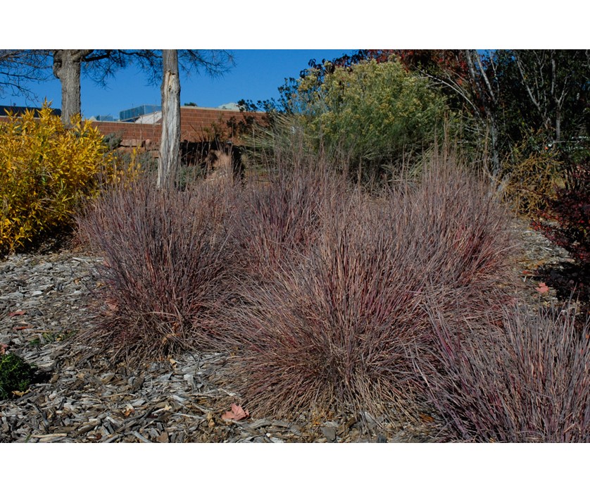 Blue Heaven Little Bluestem
